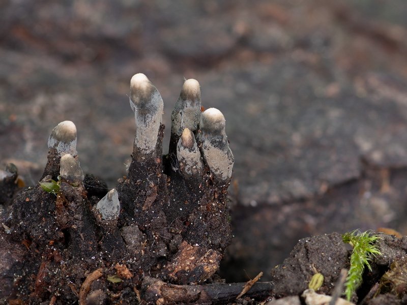 Xylaria digitata